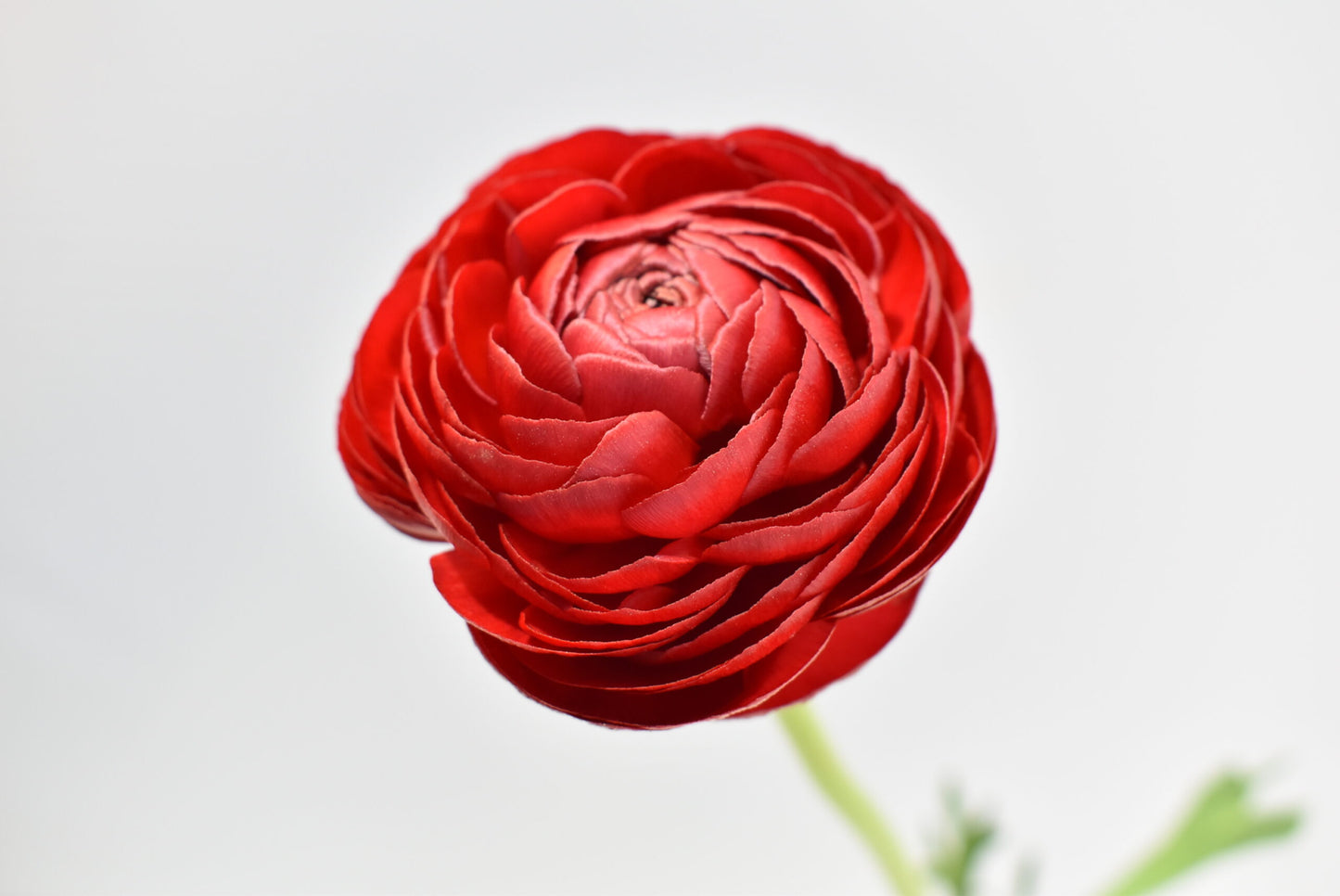 Ranunculus Elegance