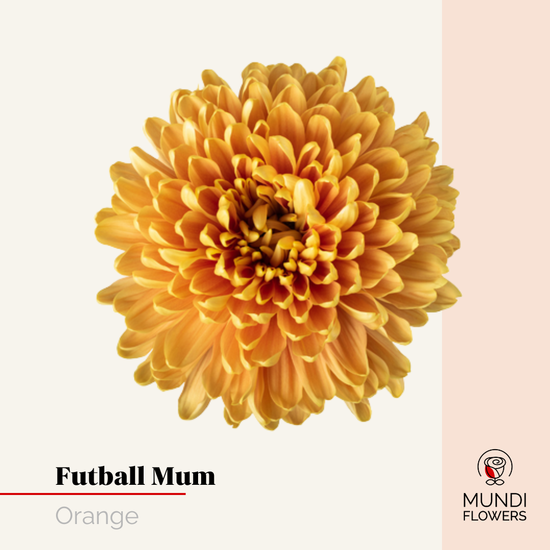 Futball Mum