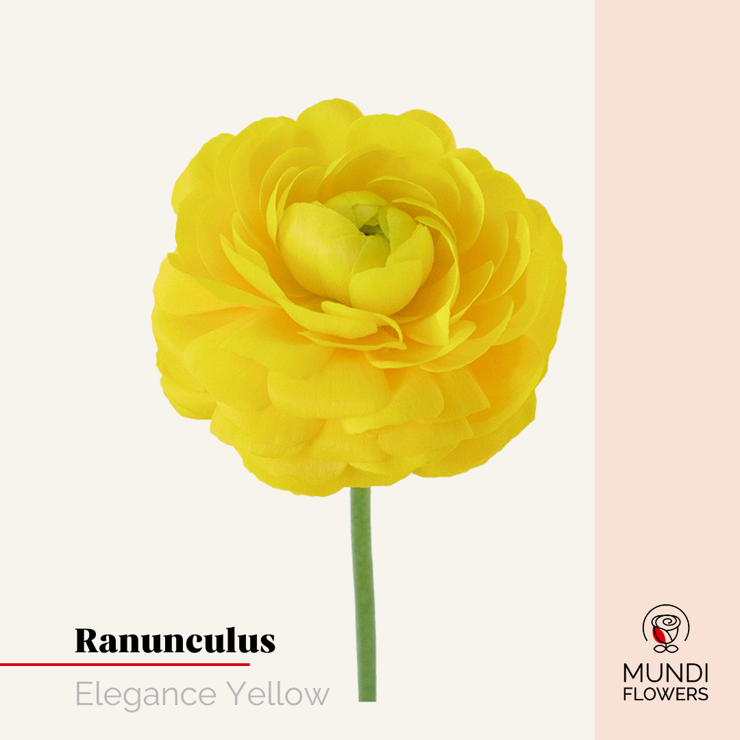 Ranunculus Elegance