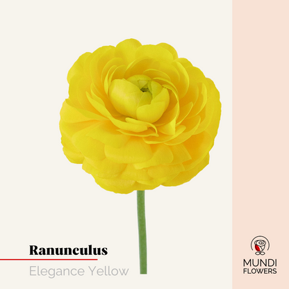 Ranunculus Elegance