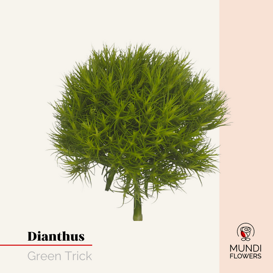 Dianthus