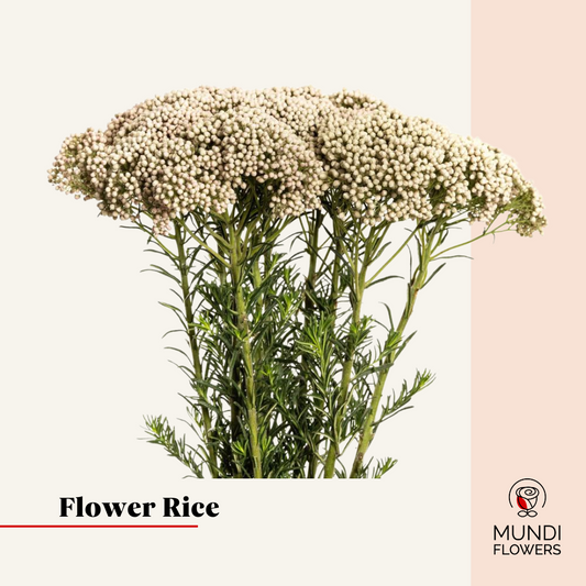 Flower Rice