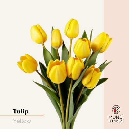 Tulip