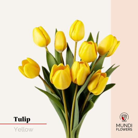 Tulip