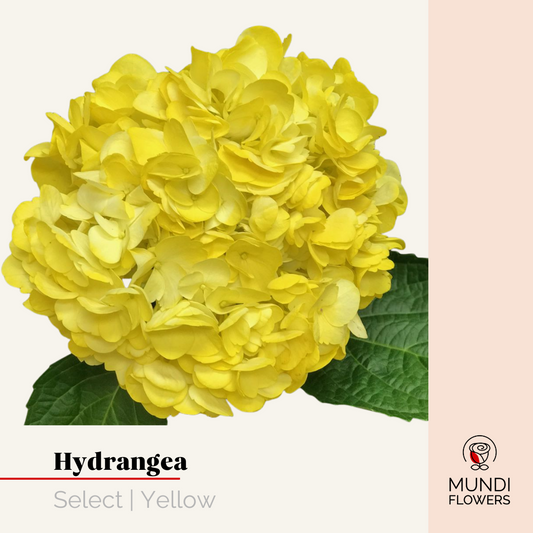 Hydrangea