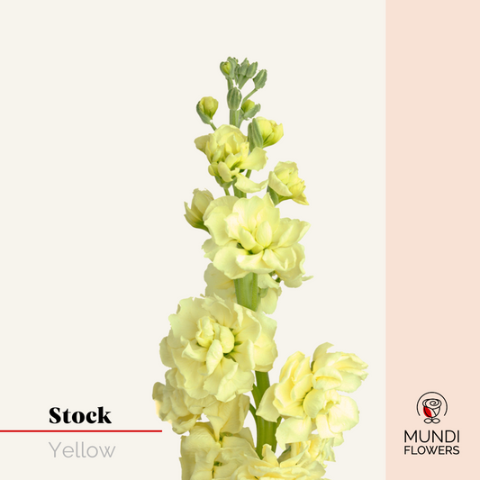Stock