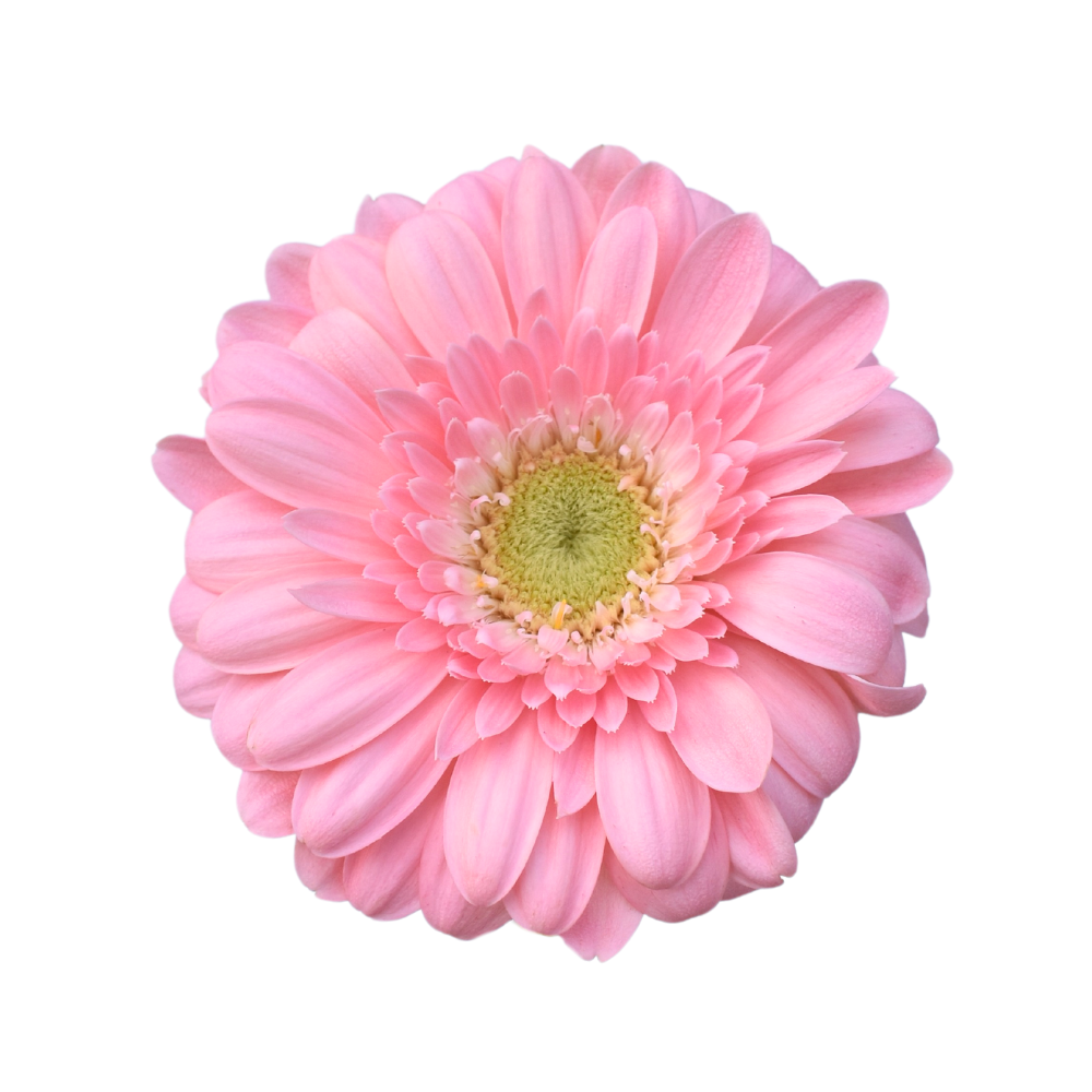 Gerbera