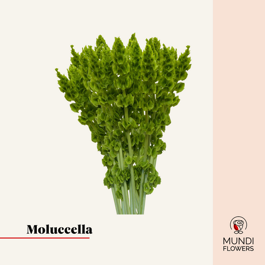 Mollucela
