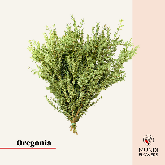 Oregonia
