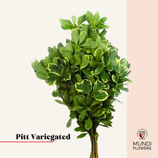 Pitt Variegated