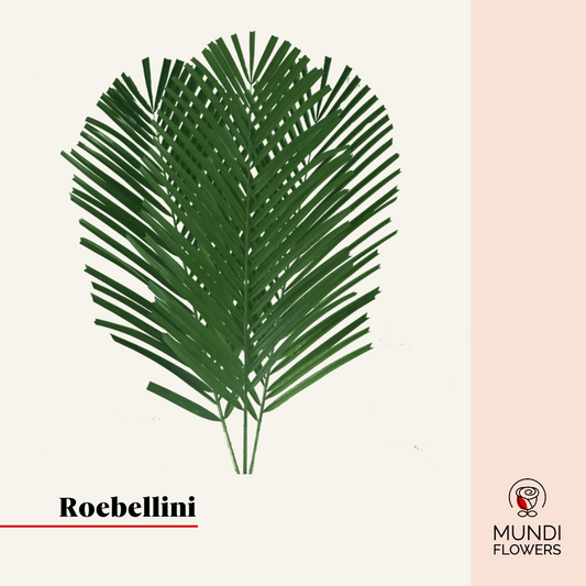 Roebellini Large