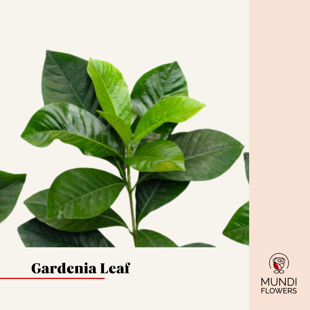 Gardenia Leaf