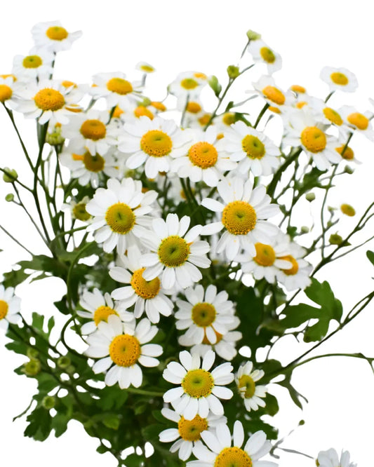 Chamomile Flower