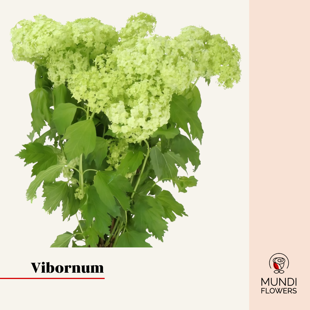 Vibornum