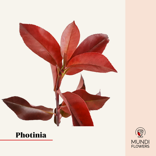 Pothinia