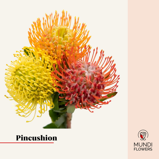 Pincushion