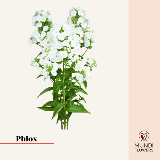 Phlox