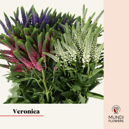 Veronica