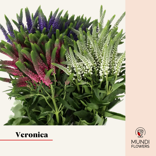 Veronica