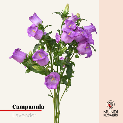 Campanula