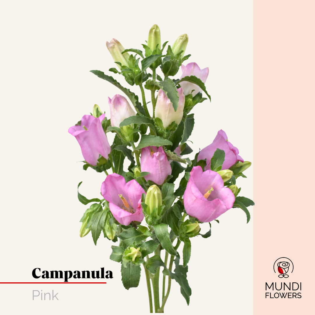 Campanula
