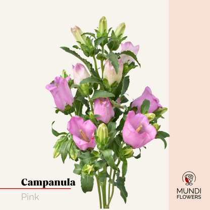 Campanula