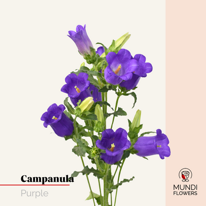 Campanula