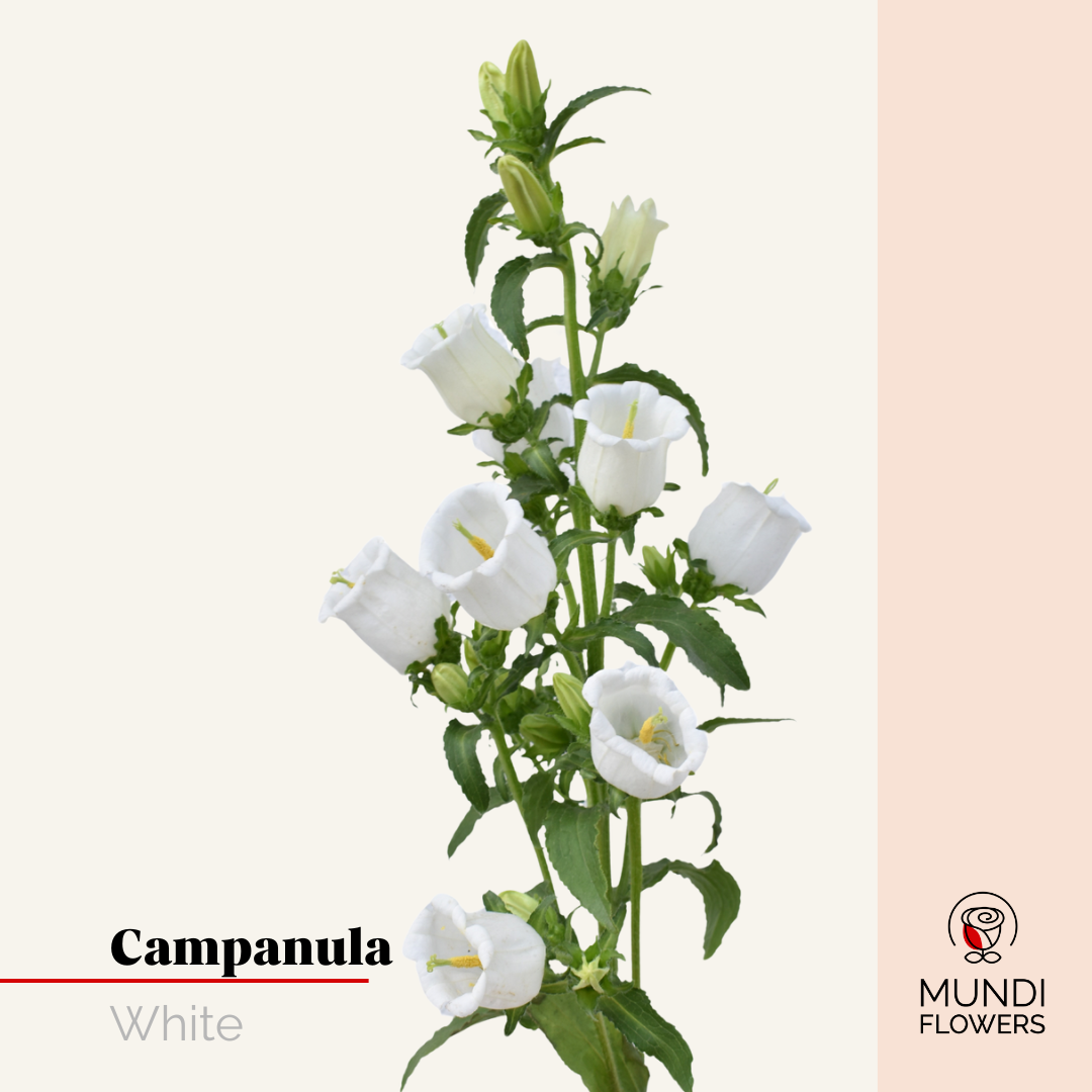 Campanula