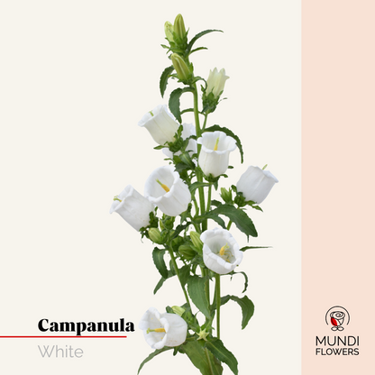 Campanula