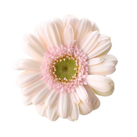 Gerbera