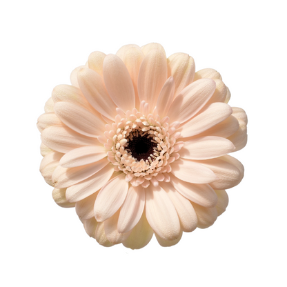 Gerbera