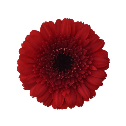 Gerbera