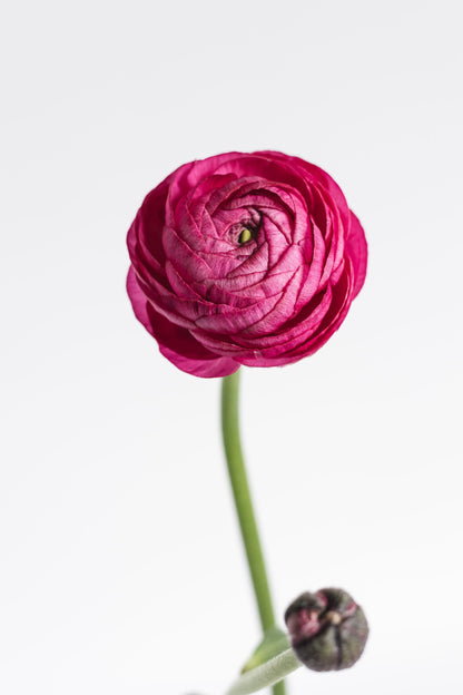 Ranunculus Elegance