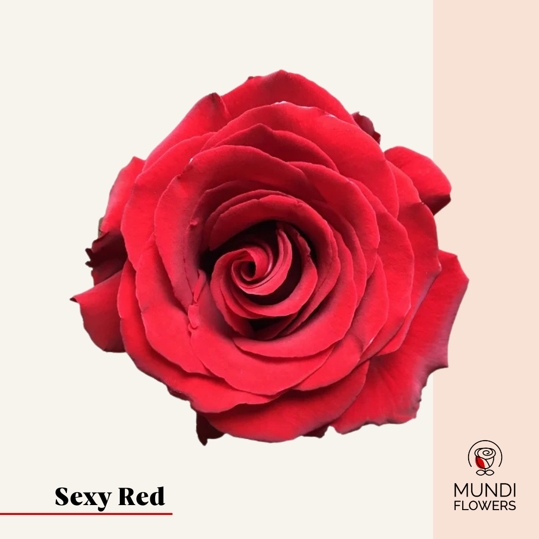 Sexy Red