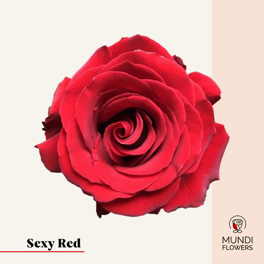 Sexy Red