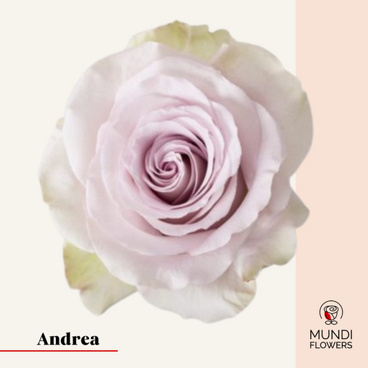 Andrea