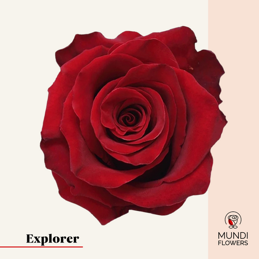 Explorer