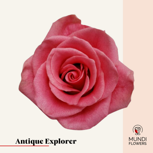 Antique Explorer