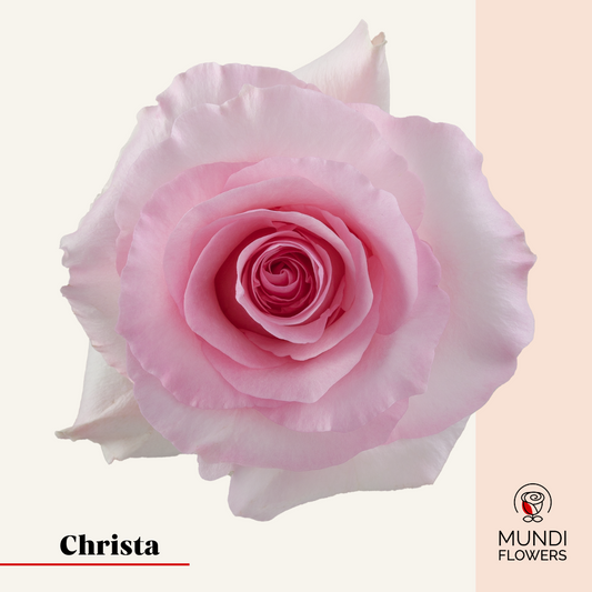 Christa