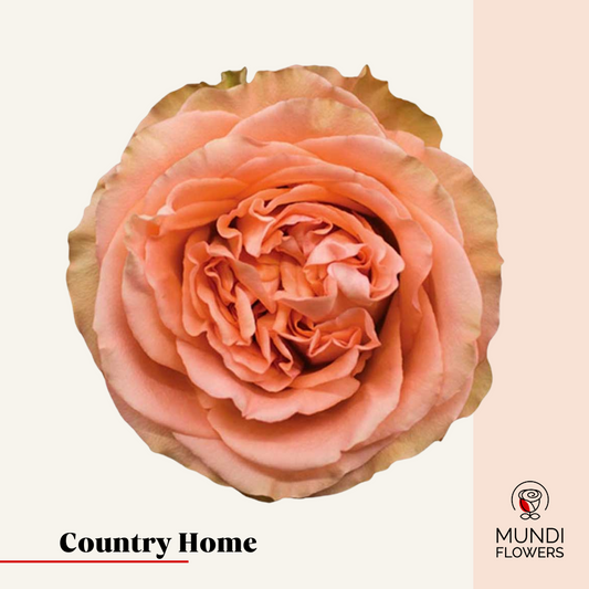 Country Home