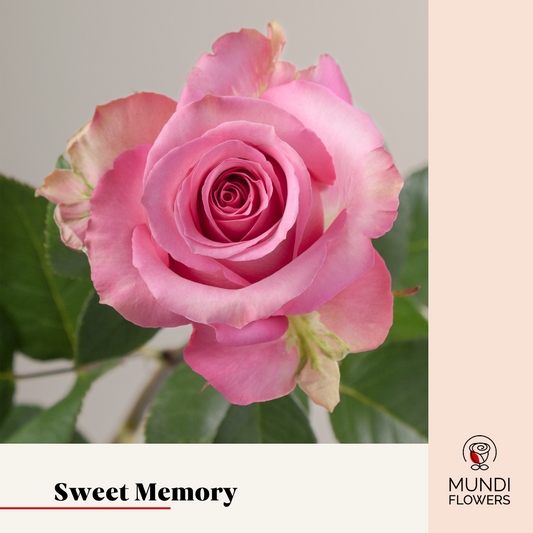 Sweet Memory