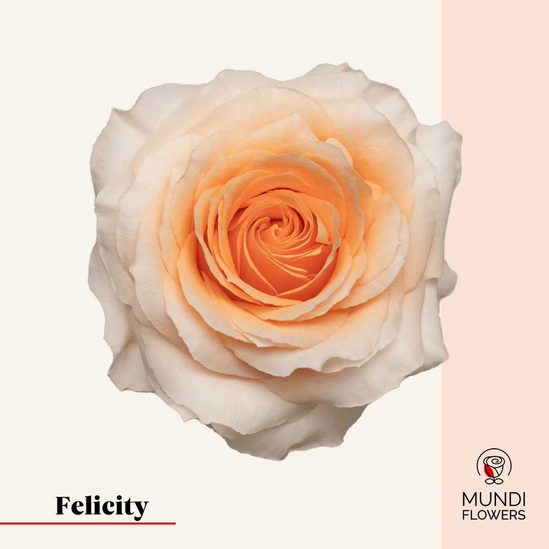 Felicity