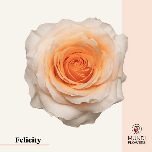 Felicity
