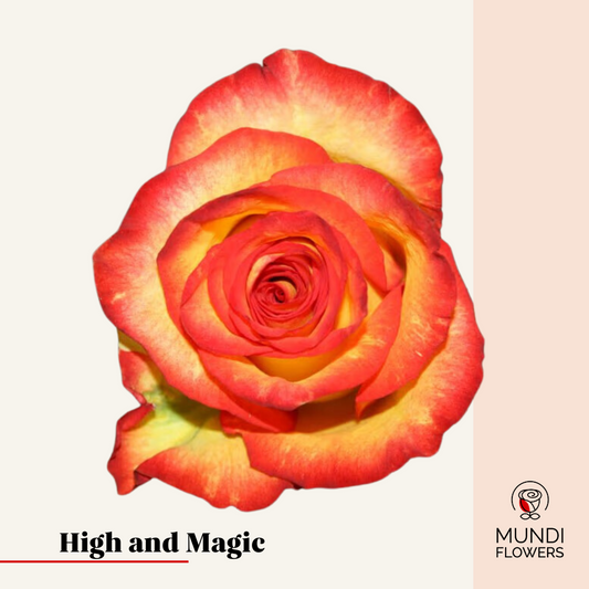 High And Magic