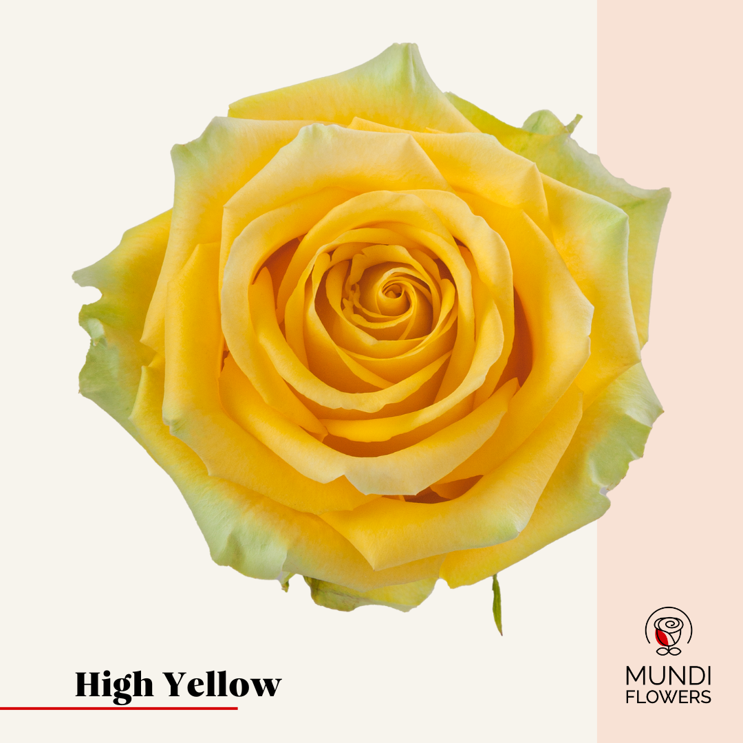 High Yellow