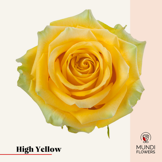 High Yellow