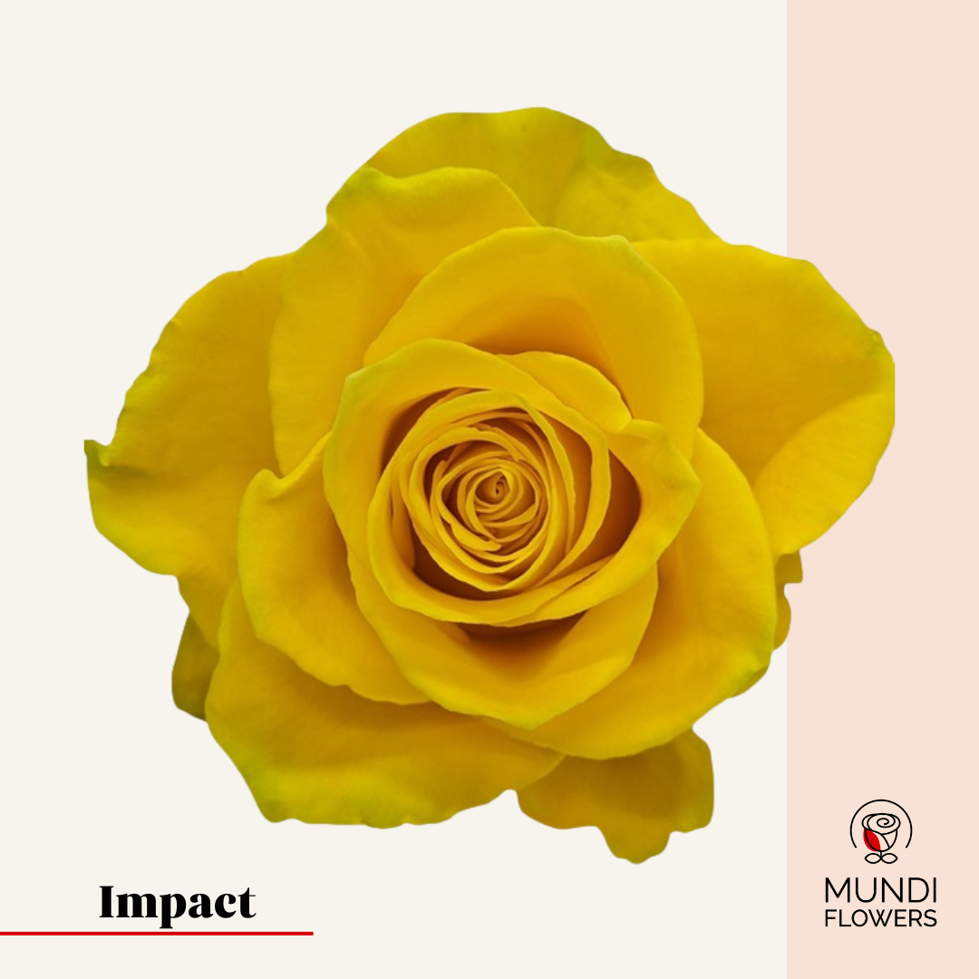 Impact