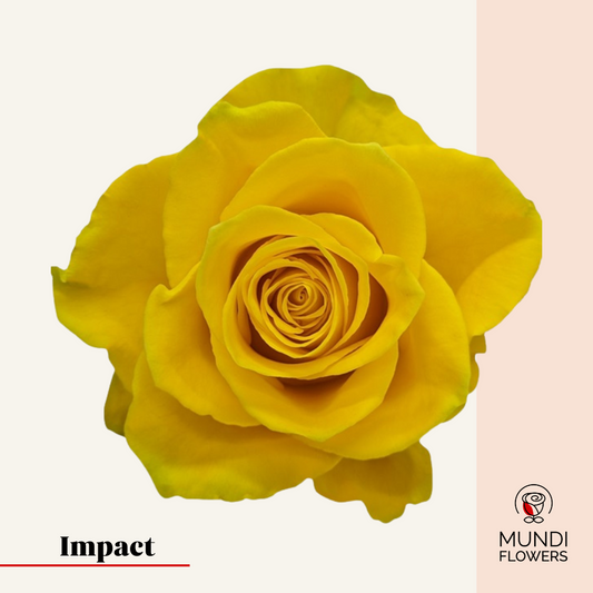 Impact
