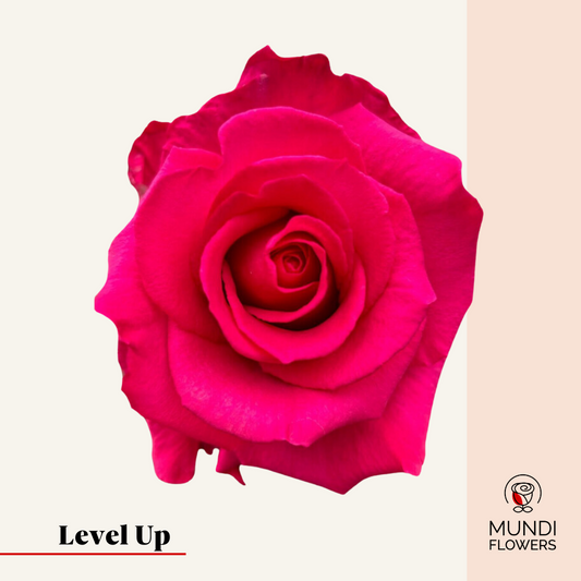 Level Up