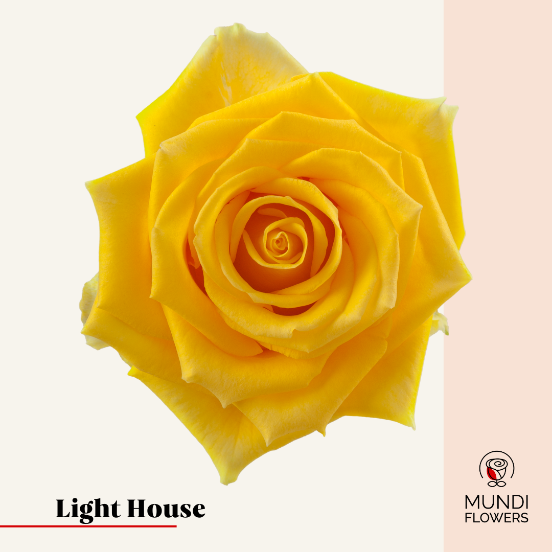 Light House
